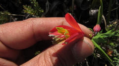 Bomarea pauciflora