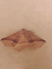 Tetracis cervinaria