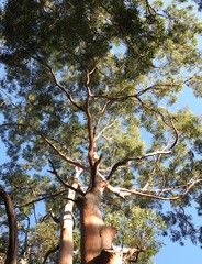 Eucalyptus propinqua