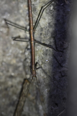 Lopaphus balteatus