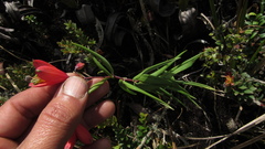 Bomarea pauciflora