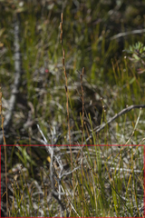 Trichophorum pumilum