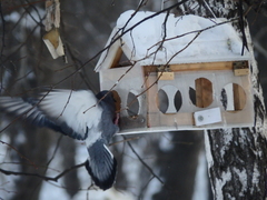 Columba livia domestica