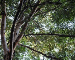 Eucalyptus propinqua