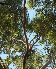 Eucalyptus propinqua
