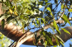 Eucalyptus propinqua