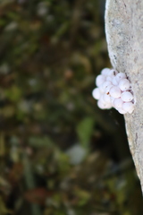 Pomacea paludosa image