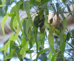 Eucalyptus propinqua