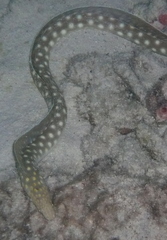 Myrichthys breviceps