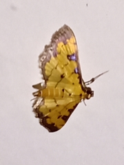 Ategumia
