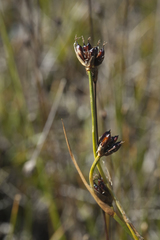 Juncus castaneus
