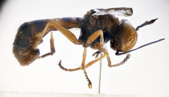 Physocephala vittata