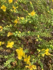 Hypericum microsepalum