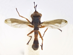 Physocephala vittata