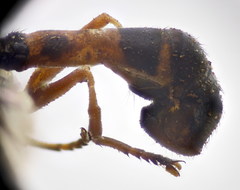 Physocephala vittata