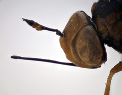 Physocephala vittata