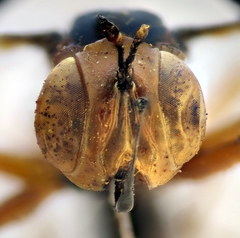 Physocephala vittata