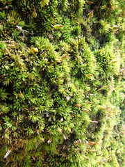 Macromitrium ramsayae