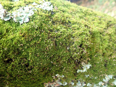 Macromitrium ramsayae