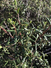 Lonicera subspicata subspicata