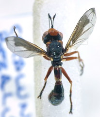 Physocephala vittata