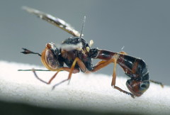 Physocephala vittata