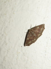 Synnomos firmamentaria