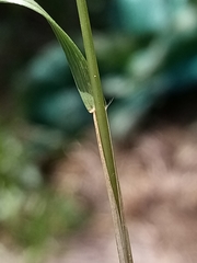 Rytidosperma racemosum