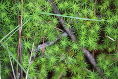 Dawsonia longiseta