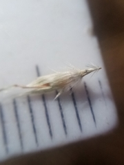 Rytidosperma racemosum