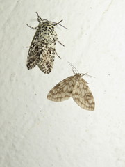 Parallage inconcinna