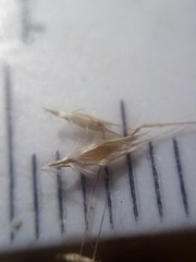 Rytidosperma racemosum