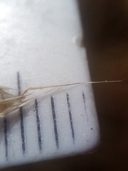 Rytidosperma racemosum