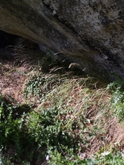 Rytidosperma racemosum