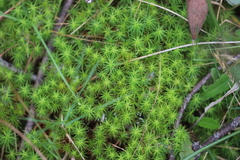 Dawsonia longiseta