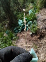 Rytidosperma racemosum