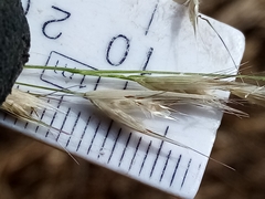 Rytidosperma racemosum