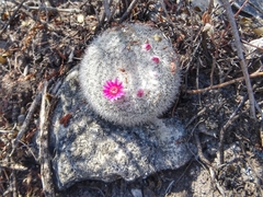 Mammillaria klissingiana