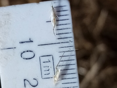 Rytidosperma racemosum