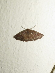 Synnomos firmamentaria