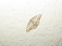 Morphomima fulvitacta