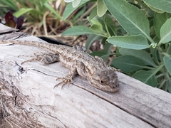 Sceloporus occidentalis