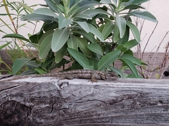 Sceloporus occidentalis