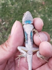 Sceloporus occidentalis