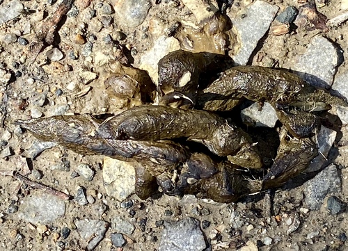 iNaturalist observation photo of Mammals