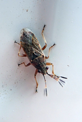 Rhypodes