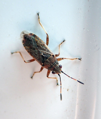 Rhypodes