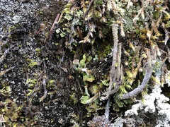 Cladonia verruculosa