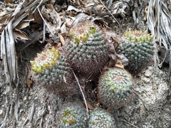 Mammillaria petrophila petrophila