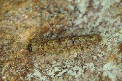 Lycomorpha pholus